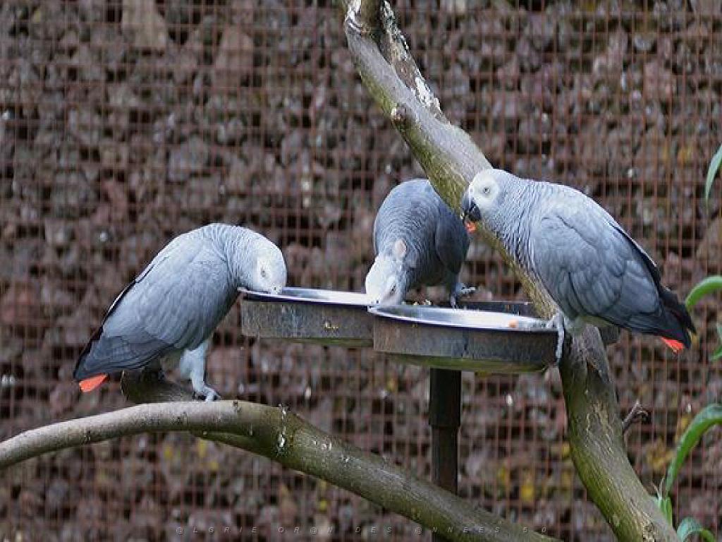 101PARC AUX OISEAUX DANS L AIN 2016 1_000037.jpg